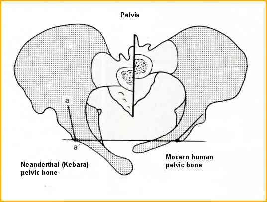 A MEDENCE