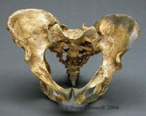 neanderthalensis