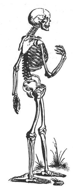 Vesalius szerinti