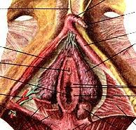 perineum