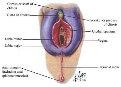 HYMEN