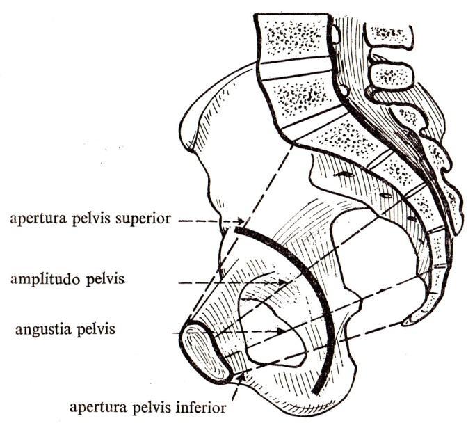arcuata - Eminentia iliopubica - Pecten