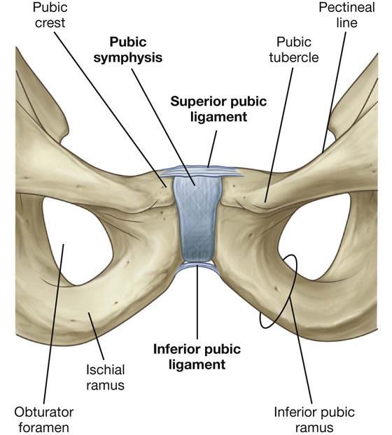 SYMPHYSIS PUBICA Symphysis pubica (nem-synovialis amphiarthrosisok közé tartozik)