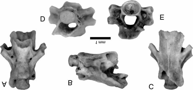 38 SZENTESI Zoltán: Urodeles from the Lower Pleistocene Somssich Hill 2 palaeovertebrate locality (Villány Hills, Hungary) On the basis of the vole fauna, the age of this palaeo - vertebrate