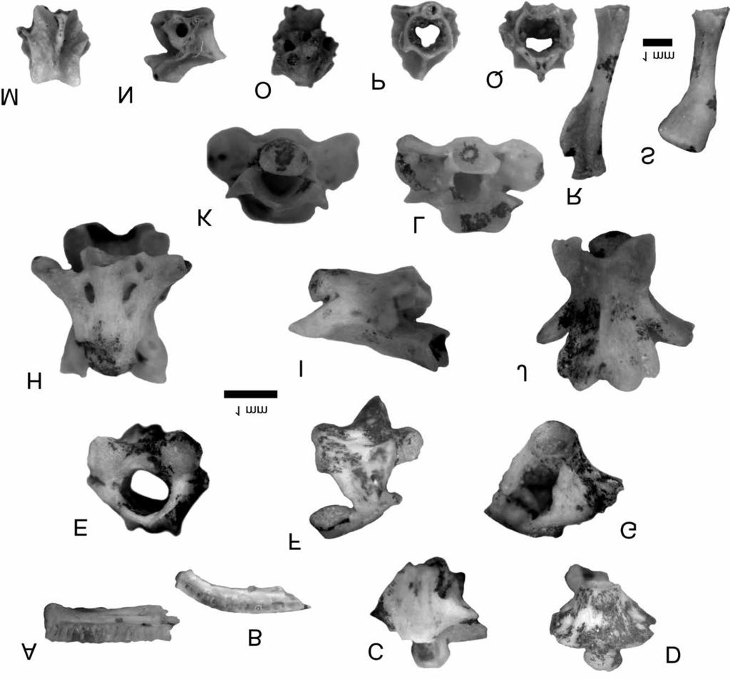 40 SZENTESI Zoltán: Urodeles from the Lower Pleistocene Somssich Hill 2 palaeovertebrate locality (Villány Hills, Hungary) Figure 2.