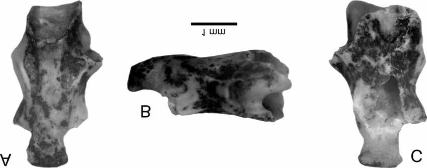 Földtani Közlöny 146/1 (2016) 41 Figure 3. (A C) Lissotriton cf. vulgaris trunk vertebra (VER 2015.83.2.) from the Lower Pleistocene Somssich Hill 2 palaeovertebrate locality (A) in ventral (B) left lateral and (C) dorsal views.