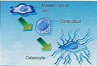 Sebgyógyulás élettani folyamata Csontosodás folyamata - Desmogén csontosodás kollagénszövetes telep csonttá épül át -