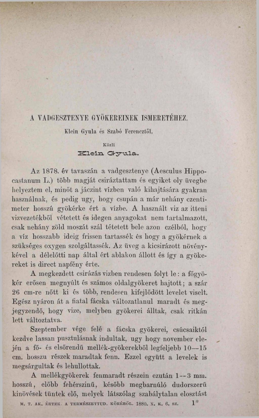 A VADGESZTENYE GYÖKEREINEK ISMERETÉHEZ. Klein Gyula és Szaltó Fcrencztől. Közli ZE^Zlein G-3T\xla,. Az 1878. év tavaszán a vadgesztenye (Aesculus Hippocastanum L.
