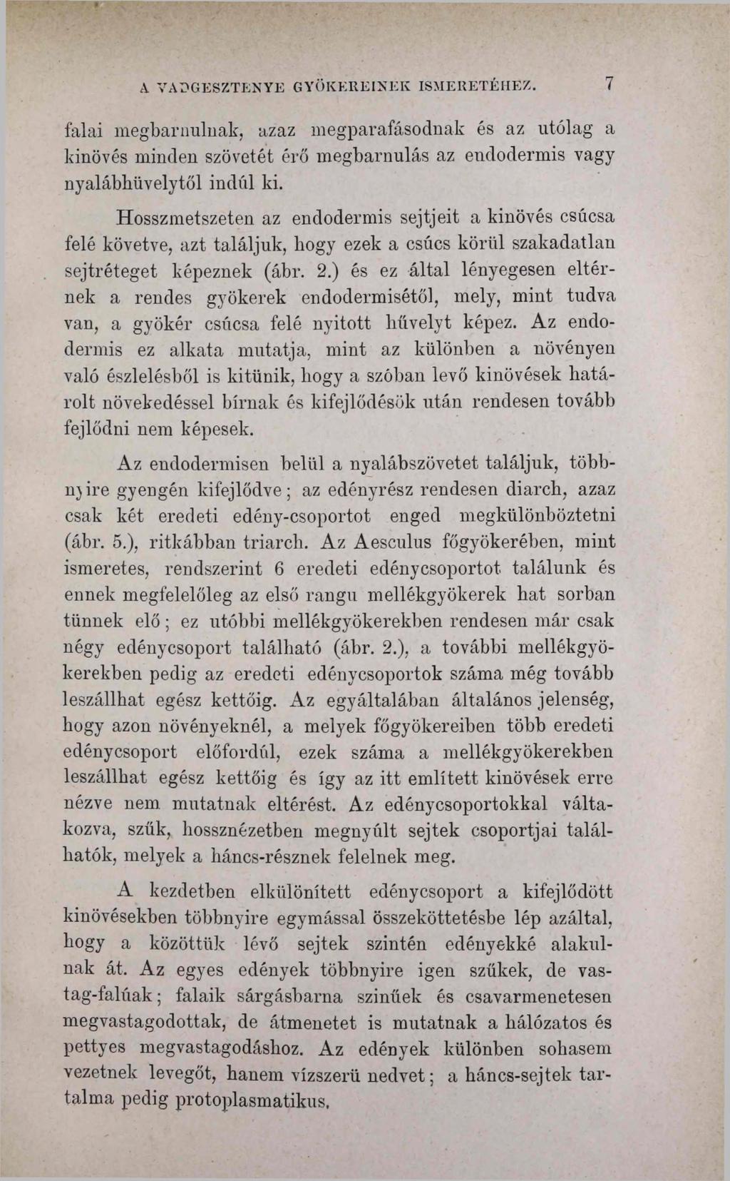 Л VADGESZTENYE GYÖKEREINEK ISMERETÉHEZ. 7 falai megbámulnák, azaz megparafásodnak és az utólag a kinövés minden szövetét érő megbarnulás az endodermis vagy nyalábbüvelytől indűl ki.