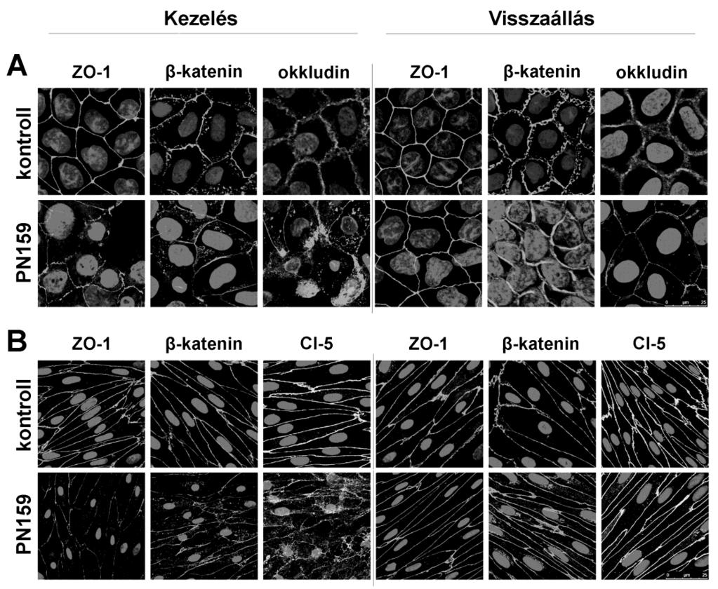 leghatékonyabbnak. A permeabilitási tesztet megismételtük az egynapos regenerálódási fázist követően és azt tapasztaltuk, hogy a peptidek penetrációt fokozó hatása reverzibilis. 4.3.