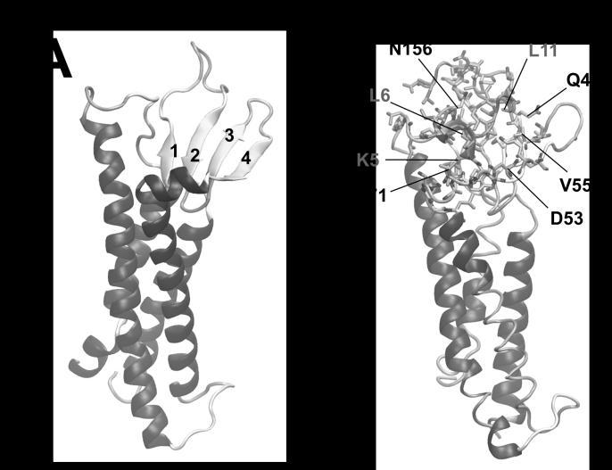4.8. PN159 peptid szerkezeté és kölcsönhatása klaudin-7 fehérjével A klaudin fehérjék szerkezete homológia modellezéssel történt.