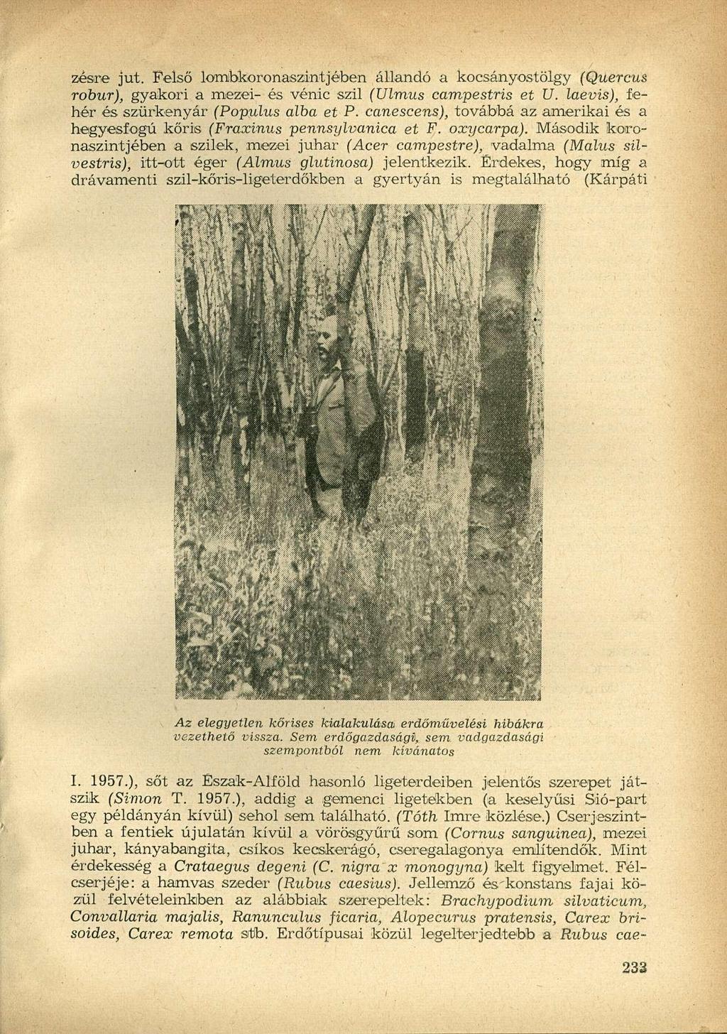 zésre jut. Felső lombkoronaszintjében állandó a kocsányostölgy (Quercus robur), gyakori a mezei- és vénic szil (Ulmus campestris et U. laevis), fehér és szürkenyár (Populus alba et P.