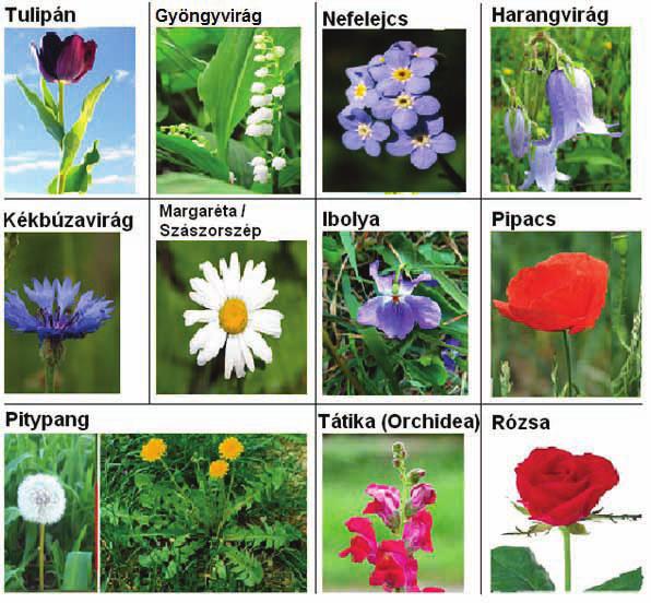 Kutyatej - Mérgező tejnedv Tejnedve felmarja a bőrt, nedvéből Afrikában nyílmérget főztek. Poison Ivy - Mérgező a gyantája Észak-Amerikában nagyon elterjedt (a Cserkészparkban is).