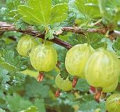 (Bovita) 48x250 g Gesztenyemassza (Bovita) 60x200 g