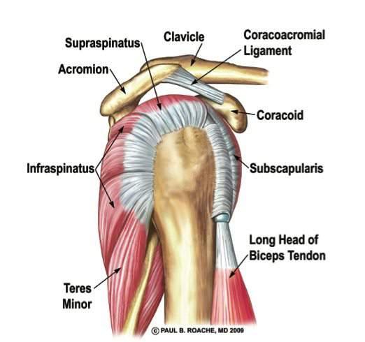 Humerus Proximalis Vegenek Torese Gyogyulasi Ideje () Humerus Proximalis Vegenek Torese Gyogyulasi Ideje