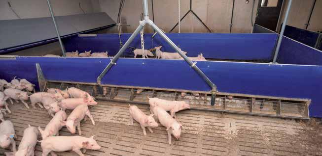 Hízó- és malackutricák Kutricák minden korosztály