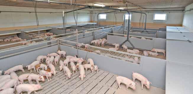 Hízó- és malackutricák Biztonságos tartás a legmagasabb szinten.