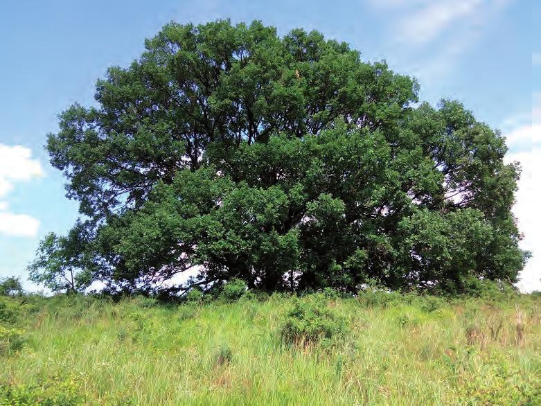 Molyhos tölgyek (Quercus virgiliana, Q. pubescens) A két fajt külön kell tárgyalni, mert génmegőrzésről, illetve génmegőrzési stratégiáról beszélni a jelenlegi helyzetben beszélni nem lehet.