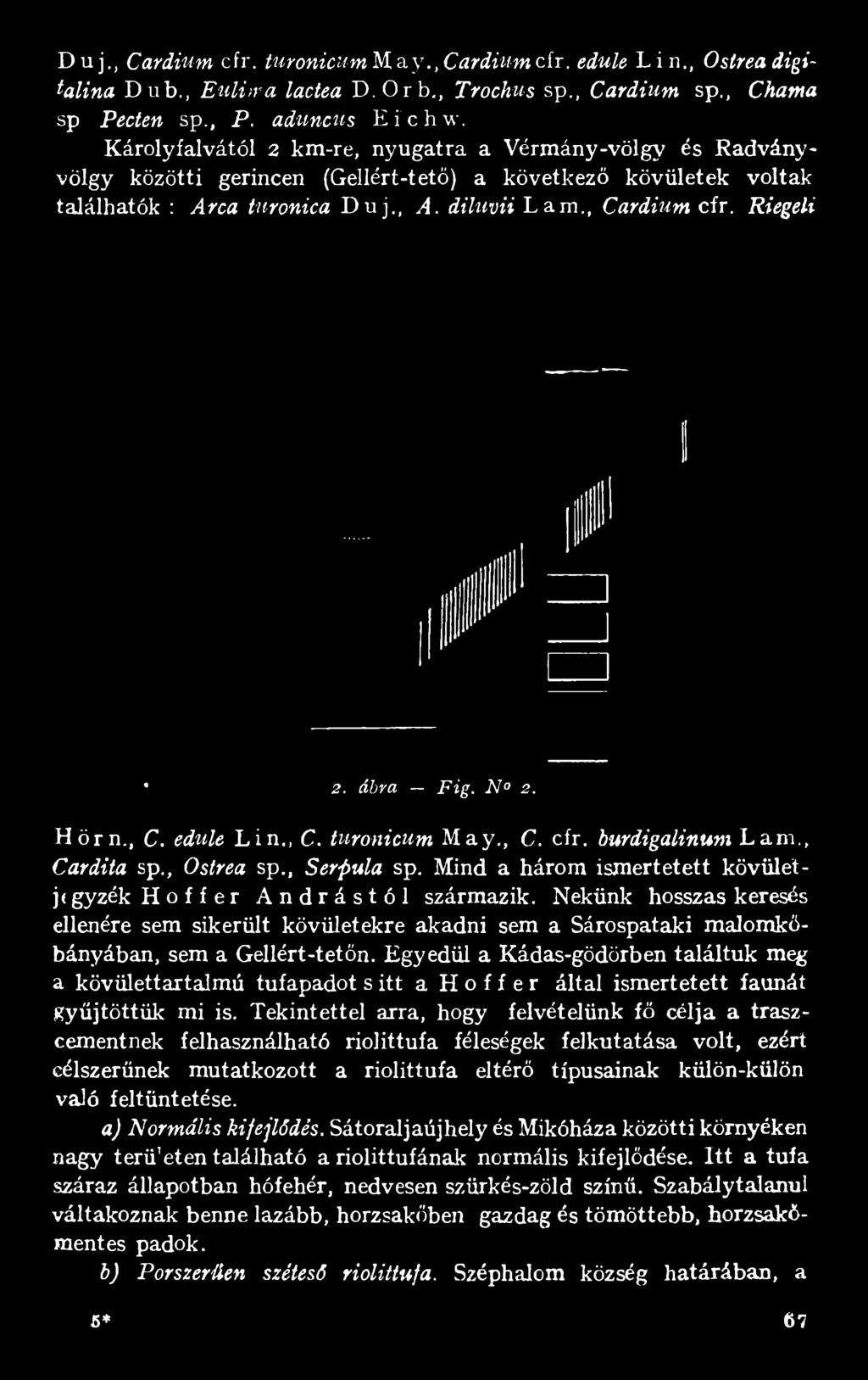 á b r a F i g. N 2. Hörn., C. edule Lin,, C. turonicum May., C. cfr. burdigalinum Lám., Cardita sp., Ostrea sp., Serpula sp. Mind a három ismertetett kövületjígyzék H о f f er Andrástól származik.