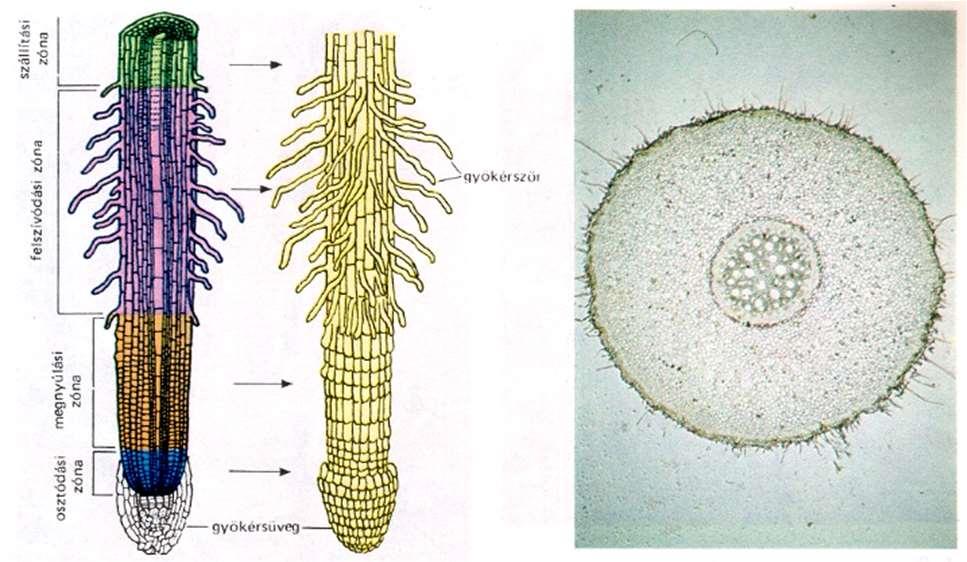 A fiatal gyökér bőrszövete A gyökér bőrszövetén nincsenek gázcserenyílások és nincsen kutikula réteg sem.
