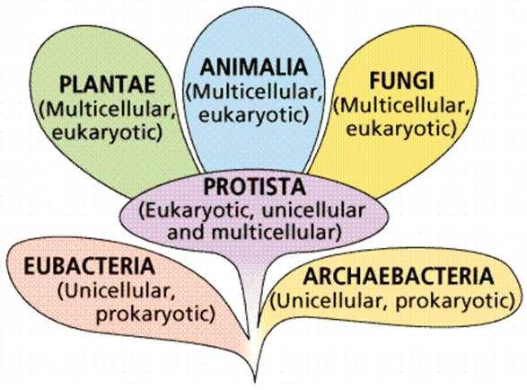A növények világa Szerk.: Vizkievicz András Az eukarióta élőlények birodalmába 4 ország tartozik: egysejtű eukarióták, többsejtű gombák, többsejtű állatok, többsejtű növények.