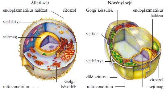 A különféle eukarióta sejtek alapjában véve egységes felépítésűek sejthártya, sejtplazma, sejtmag, sejtváz, belső hártyarendszer stb.