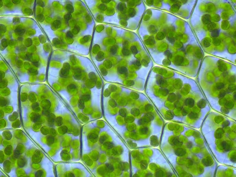 A növényi sejtek az állati sejtektől eltérő legfontosabb jellemzői: a sejtet kívülről cellulóz sejtfal határolja, ezért a sejtek alakja hatszöges és állandó, a sejtplazmában az autotróf anyagcsere