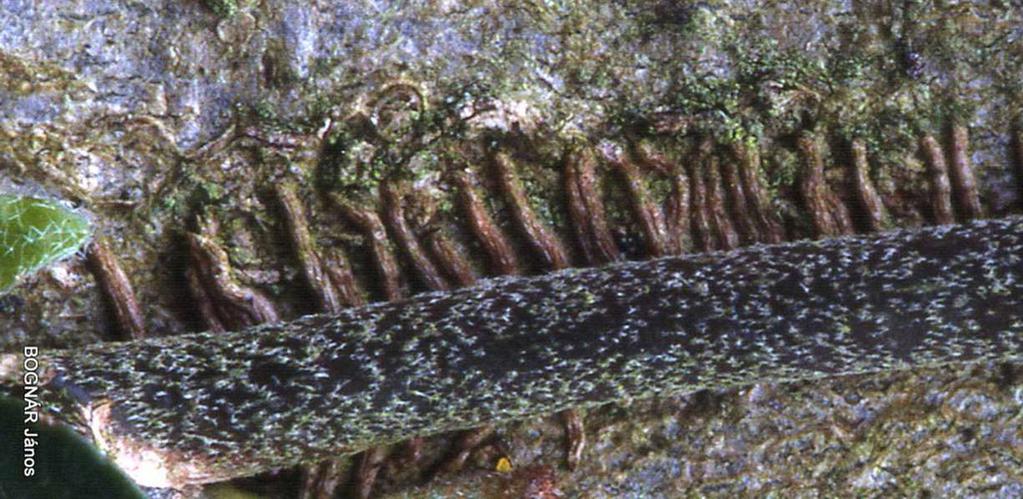 a mangrove szétterpeszkedő támasztógyökerei. 3.