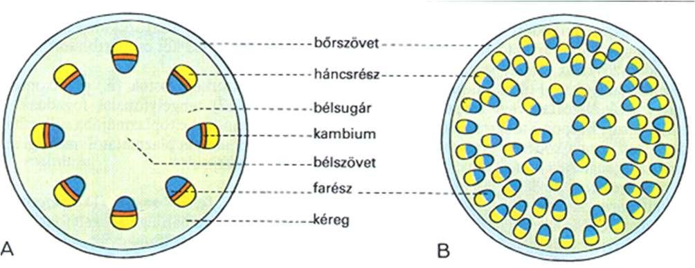 elrendeződése lehet körkörös, mint a