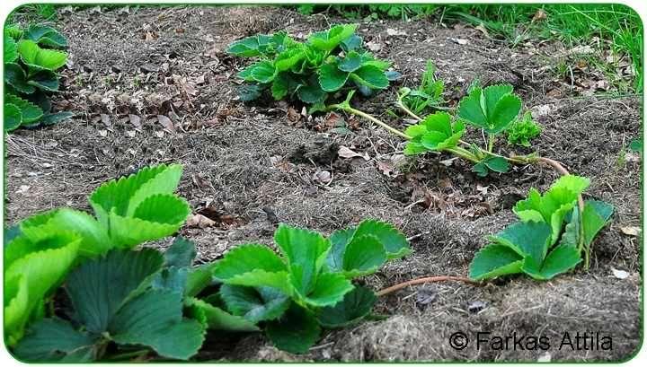 Inda: vegetatív szaporítószerv, p. szamóca.