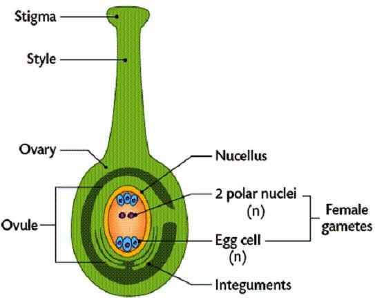 A pollen kezdetben egysejtű, de még a porzsákban kettéosztódik, s létre jön egy nagyobb vegetatív sejt és egy kisebb generatív