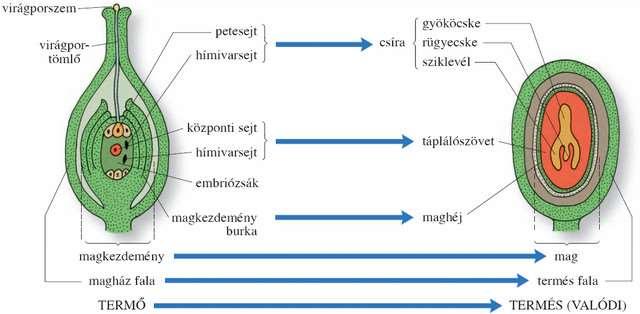 A zárvatermők kettős megtermékenyítése, a mag kialakulása A különböző módon szállított szél, ill.