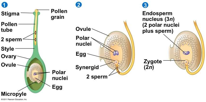 A pollentömlő a termőlevél szövetében lenő egészen a magkezdeményig, majd behatol az embriózsákba, ahol a tömlő felnyílásával az
