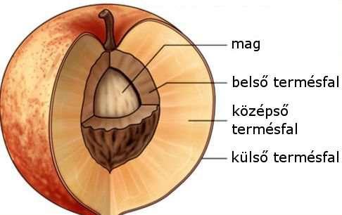 A mag érése után nyugalmi szakaszba kerül. A nyugalmi szakasz kialakulása víztartalom csökkenésének és a csírázást gátló anyagok felszaporodásának tudható be.