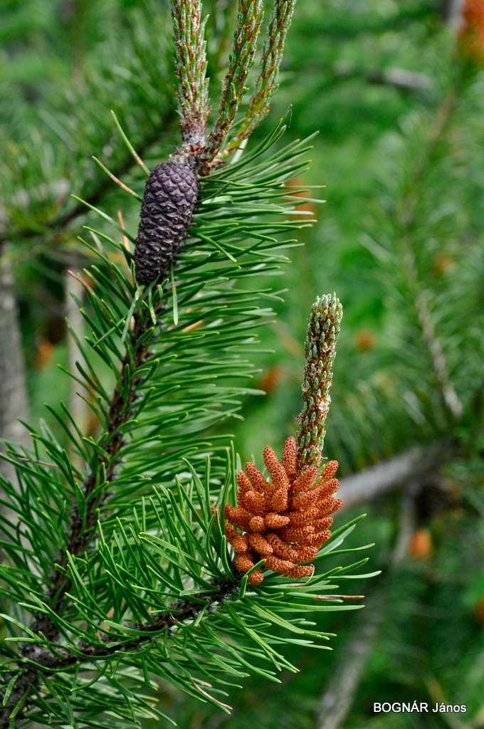 Többségük örökzöld, néhány fajuk lombhullató pl. vörösfenyő, Ginkgo biloba, leveleik főleg tű vagy pikkely alakúak, ritkán nagy felületűek (Ginkgo biloba).