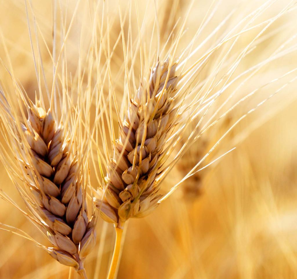 AGRÁRFINANSZÍROZÁSI KEREKASZTAL AZ AGRO NAPLÓ SZERVEZÉSÉBEN AZ AGROMASHEXPO-N AGRÁRRA SZABVA NAK SZOLGÁLTATÁSOK MEZŐGAZDASÁGI VÁLLALKOZÁSOKNAK A fejlődés kulcsa agrárvállalkozásának versenyképessége.