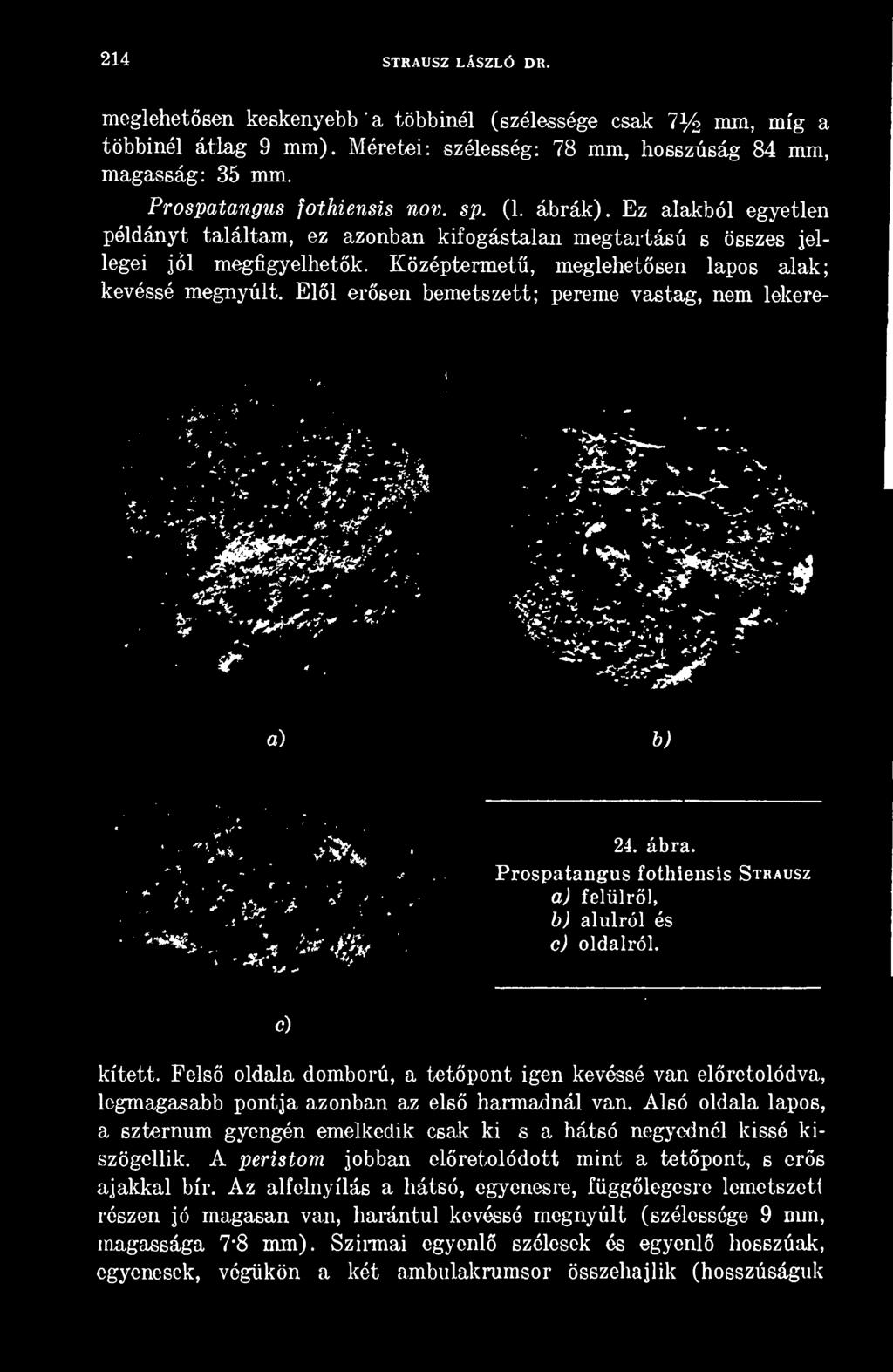 Fels oldala domború, a tetpont igen kevéssé van elretolódva, legmagasabb pontja azonban az els harmadnál van.