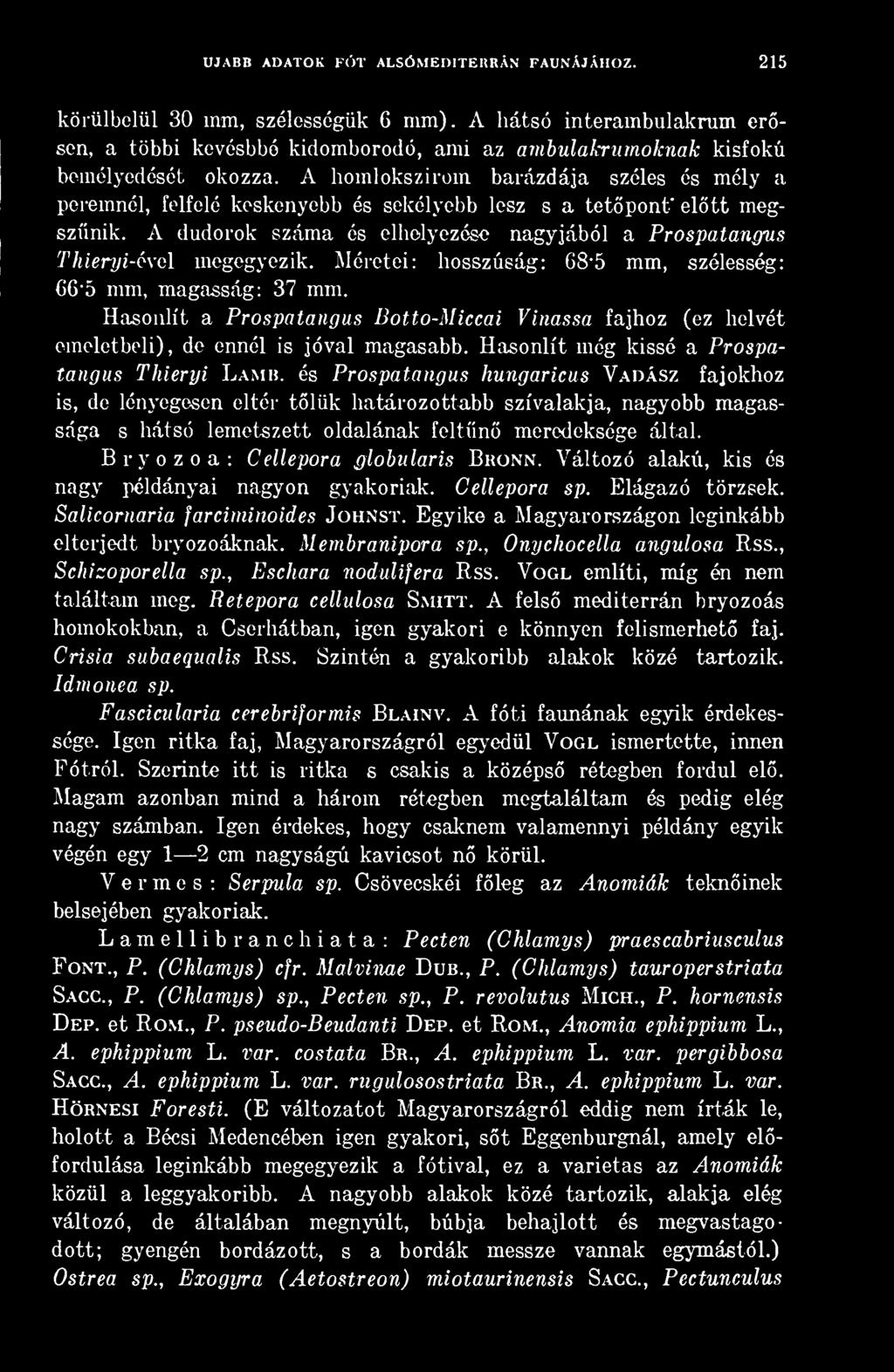 és Prospatangus hungaricus Vadász fajokhoz is, de lényegesen eltér tlük határozottabb szívalakja, nagyobb magassága s hátsó lemetszett oldalának feltn meredeksége által.