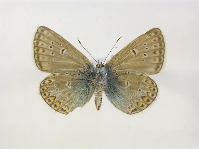 (A) Polyomamtus icarus hím, Kunpeszér