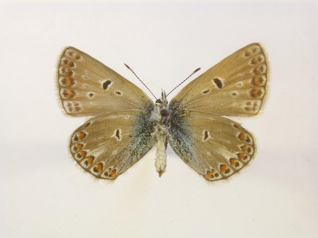 Máté (B) Polyomamtus icarus nőstény,