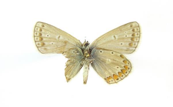 Lipthay (C) Polyomamtus icarus hím,