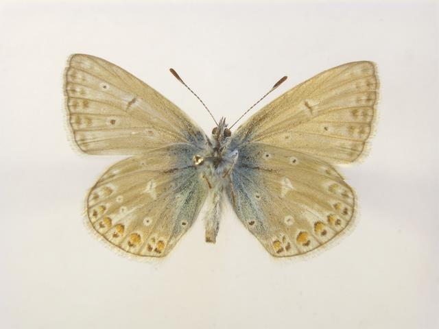 (D) Polyomamtus icarus hím, Eperjes (=Prešov, Szlovákia), 8.VI. 1896, leg. Gy. Dahlström 2.