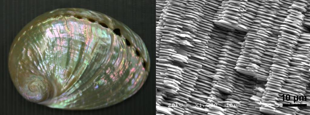 (Haliotis glabra) héjának belső felszínén található irizáló nanoarchitektúra (7. ábra).