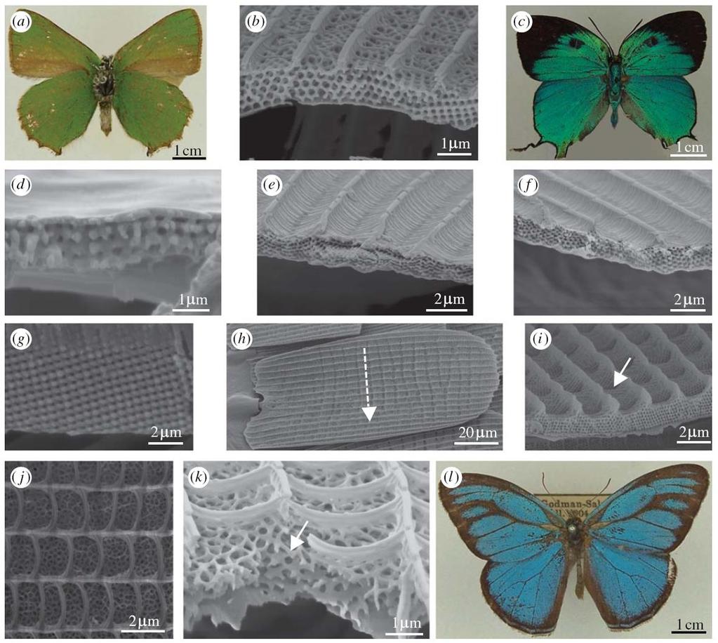 Nagyon széles körben kutatott a lepkék szárnypikkelyein előforduló szerkezeti szín, ahol a kék vagy zöld árnyalatok jelenléte szinte minden esetben fotonikus nanoarchitektúra jelenlétére utal (12.