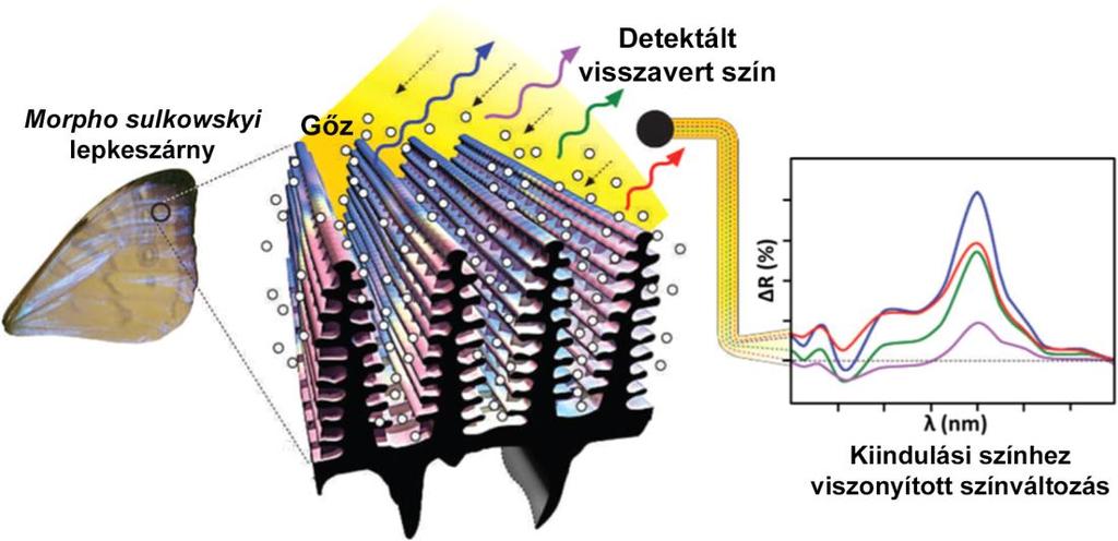 2.4. Természetes fotonikus kristály alapú gáz/gőzérzékelés A rovarvilágban előforduló fotonikus nanoarchitektúrák olyan nanokompozitok, amelyek kitinből és levegőből állnak.