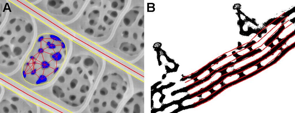 keresztbordák alatti térrészt foglalja el, és teljesen kitölti a térfogatát. A közel hasonló színárnyalatú fajok esetében a fotonikus nanoarchitektúrák hasonlósága is jól látható (32.