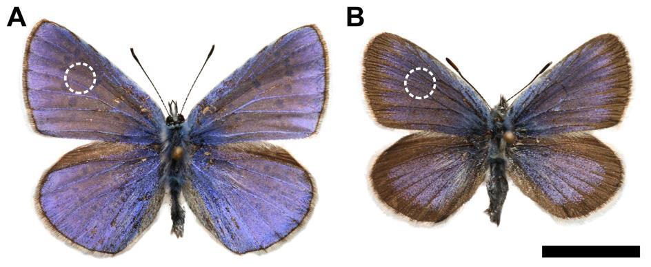 A Polyommatus icarus és a Plebejus argus hímek nagyon hasonló kékeslila szárnyfelszínnel rendelkeznek, ahogy ez a 42. ábrán is látható.