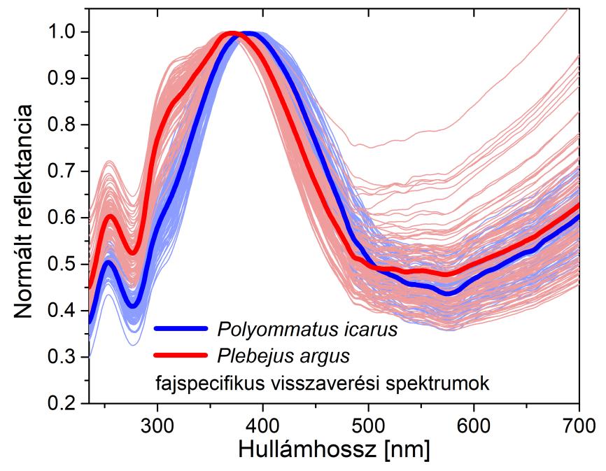 43. ábra: Polyommatus icarus és Plebejus argus hímek integrálógömbbel mért fajspecifikus spektrumai.