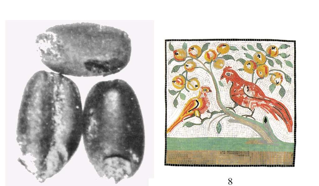 7. kép: Búzaszemek, maradványok; 8.