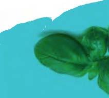 WELLNESS SONKA szeletelt,